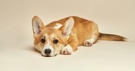 Adorable cute puppy Welsh Corgi Pembroke lying on light background