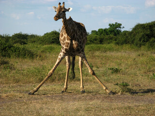 Giraffe in the savannah
