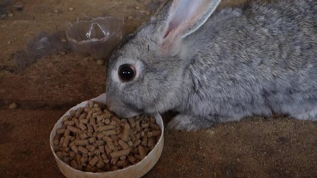 Coelho se alimentando de ra&ccedil;&atilde;o seca - cria&ccedil;&atilde;o familiar