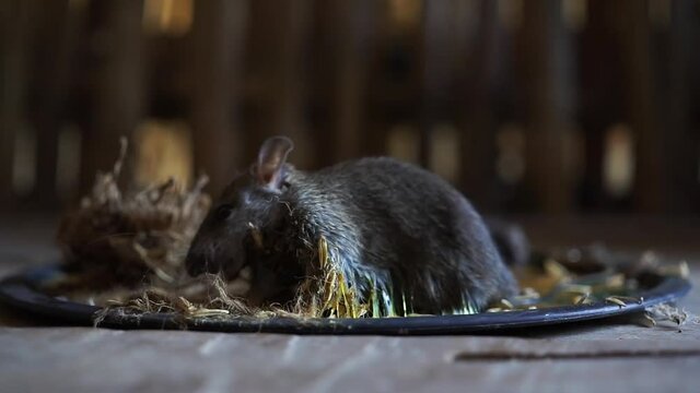 rat were glued on a black tray.