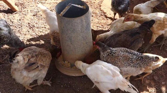 Galinhas se alimentando de milho - cria&ccedil;&atilde;o familiar