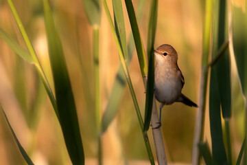 Cute little bird. Eurasian Reed Warbler. Green nature background.