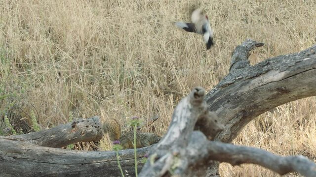 Acorn woodpeckers fighting off California ground squirrel