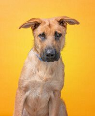studio shot of a shelter dog on an isolated background