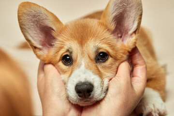 Adorable cute puppy Welsh Corgi Pembroke put her face on the mistress's hand on light background