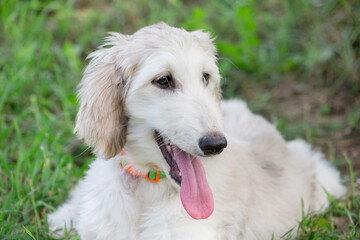 Portrait of cute afghan hound puppy in the summer park. Close up. Three month old. Pet animals.