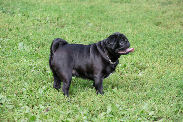 Cute black chinese pug puppy is standing on a green grass in the summer park. Pet animals.