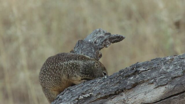 Acorn woodpecker fighting off California ground squirrel