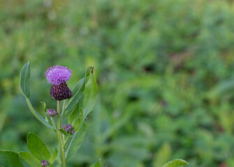 Photo of a flower on a green carduus background.