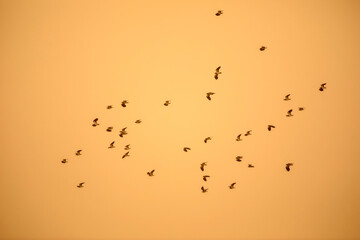 Birds flying in a sandstorm. Orange sky background. 