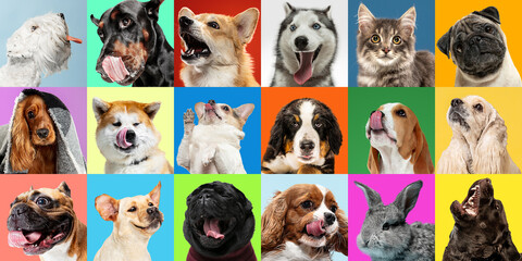 Bright. Young dogs, pets collage. Cute doggies or pets are looking happy isolated on multicolored background. Studio photoshots. Creative collage of different breeds of dogs. Flyer for your ad.