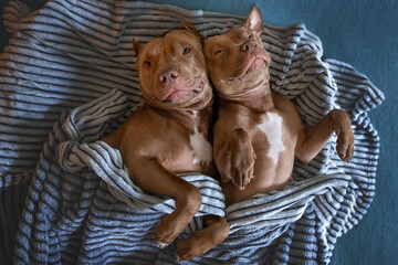 two adorable pit bull dogs lying down on the bed together, top view