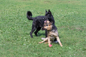 Cute german shepherd dog puppy and east european shepherd puppy in the summer park. Pet animals.