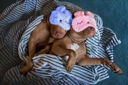 Two Funny Dogs Cozy In Bed Together, Wearing Sleeping Masks