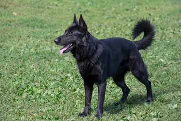 Cute black east european shepherd puppy is standing on a green grass in the summer park. Pet animals.
