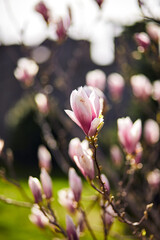 Fototapeta premium Blooming magnolia tree with large pink flowers in a botanical garden. Natural background concept.