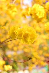 Close up of beautiful golden trumpet tree flower wallpaper background, soft focus