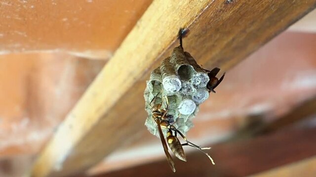 Marimbondo iniciando constru&ccedil;&atilde;o de ninho