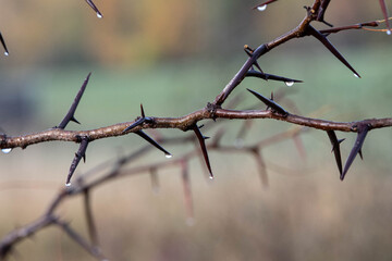 A stem of thorns from a shrub before the leaves have begun to sprout. Particularly sharp spikes can cause deep scratches pain. Many religions recognize these from Christ’s crown.
