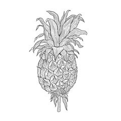 Tropical plant pineapple .Line art hand drawn set.