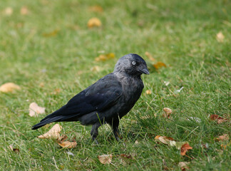 Jackdaw