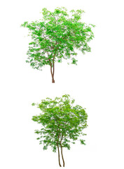 two trees i the white background