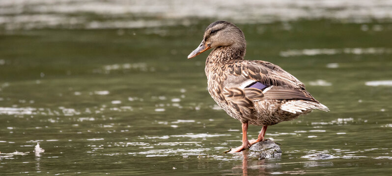 A female mallard duck situated to the right of a horizontal photo, over looking a pool of water. Her bright purple/blue marking stands out.