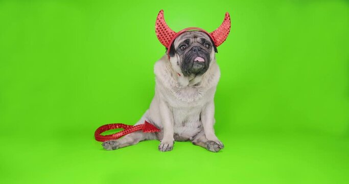 Devil dog. Cute pug dog with devil hat. Wearing devil horns and tail. Carnival evil costume, halloween suit. Green screen. Funny halloween concept
