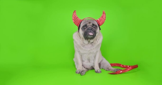 Devil dog. Cute pug dog with devil hat. Wearing devil horns and tail. Carnival evil costume, halloween suit. Green screen. Funny halloween concept