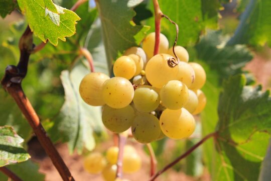 Ripe white wine grapes on vineyard in the outskirts of Athens in Attica, Greece.