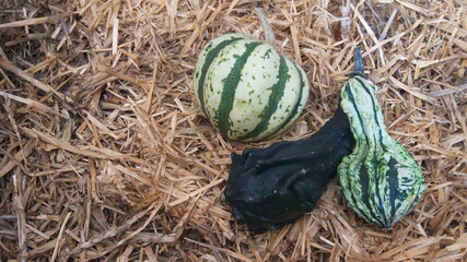 First Gourds of the Season