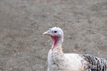 a young turkey on a farm