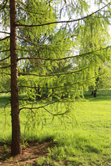 Beautiful spring landscape with green larch