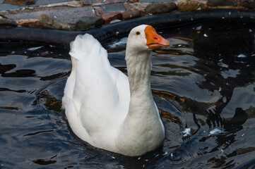 portrait of a white goose floating in a small pond on a farm