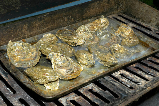 Fresh Oysters On The Half Shell Being Cooked On An Outdoor Grill, St. Mary's County, Maryland.