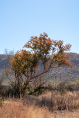 Fototapeta premium A tree showing autumn colors in the african bush.