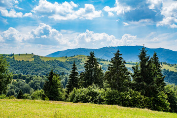 meadow on the mountain near the forest background blue sky with white clouds. summer time of the year.