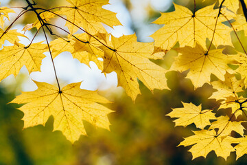 Maple branch, yellow leaves, autumn background