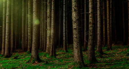 Lichtstrahl in einem dunklen Tannewald
