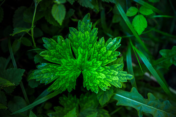 Grünes Blatt mit schöner Maserung