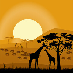 Fototapeta na wymiar African Giraffes