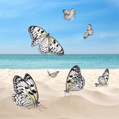 Fototapeta na wymiar Beautiful view on ocean beach with amazing butterflies