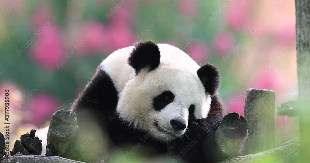 Canvas Prints panda is resting in a very colorful atmosphere