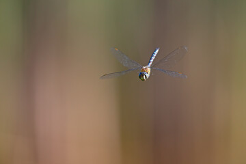 A migrant hawker (Aeshna mixta) floating in mid air in front of a natural background.