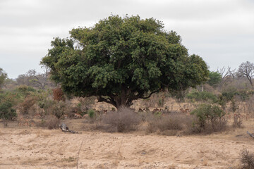 A herd of impala in the shade of a large tree.