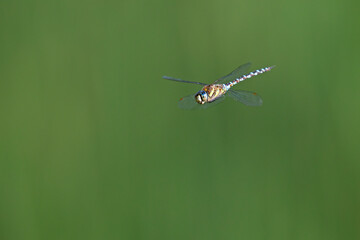 A migrant hawker (Aeshna mixta) floating in mid air in front of a natural background.