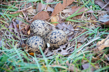 nest with eggs of the wishing bird