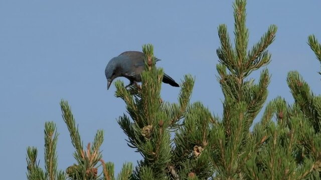 Woodhouse's scrub jay with beautiful blue and grey plumage collecting pinyon nuts and cones from New Mexico pinyon trees.