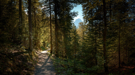 Beautiful forest path in sunny weather with the Zugspitze in the background 
