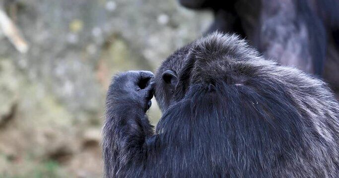chimpanzee sits in the meadow